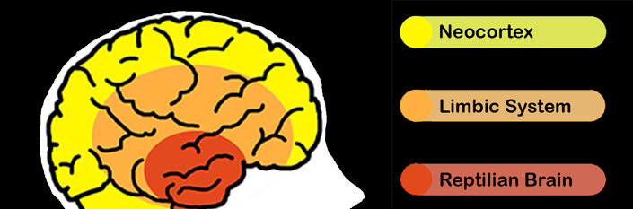 The triune brain is a model of the vertebrate forebrain proposed by  neuroscientist Paul D. MacLean. It consists of the reptilian complex, the paleomammalian complex (limbic system), and the neomammalian complex (neocortex), each independently conscious and sequentially added to the forebrain in the course of evolution